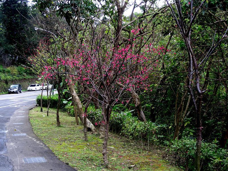 41號公園照片.jpg