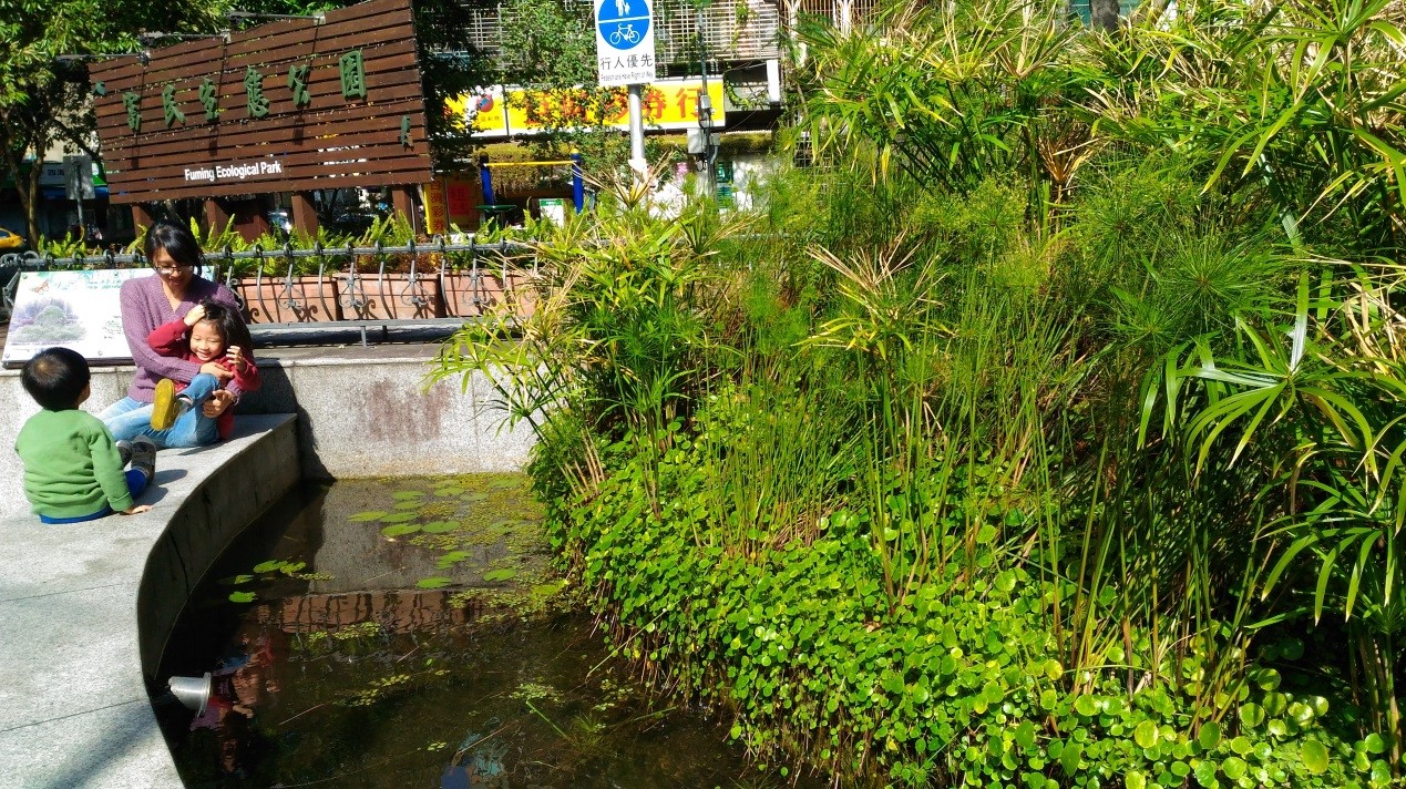 圖1、富民生態公園入口處之生態池，培育許多水生植物如輪傘草、銅錢草等，綠意盎然.jpg
